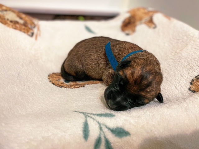 Bo Jack von wütender Fuchs – foto 2
